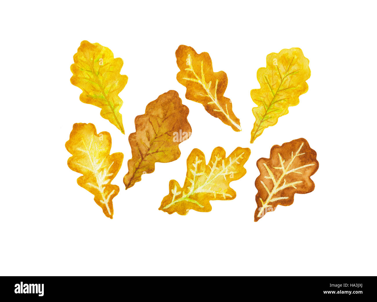 Sept couleurs de l'automne les feuilles de chêne aquarelle Banque D'Images