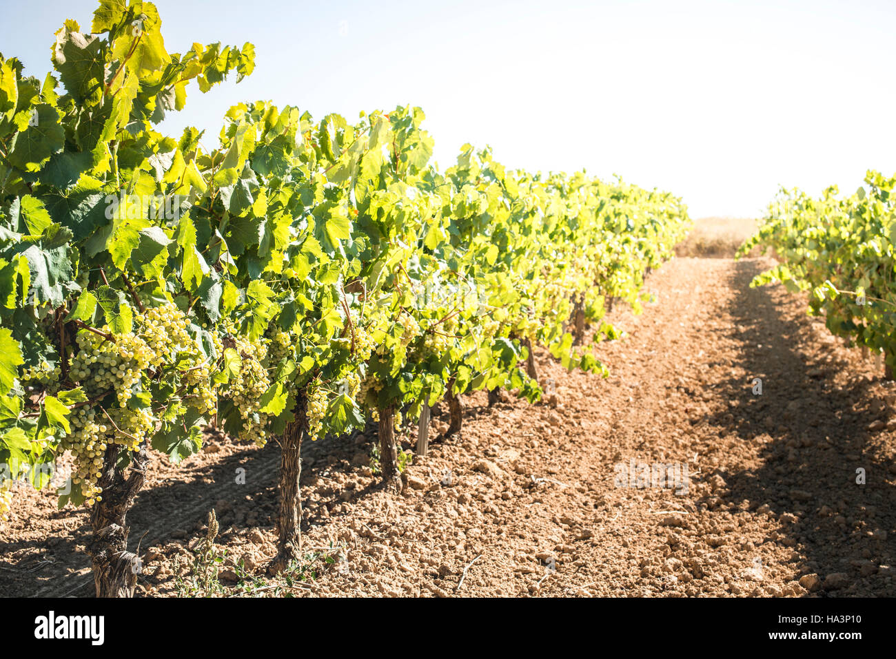 Plantations de raisins pour le vin Banque de photographies et d’images ...