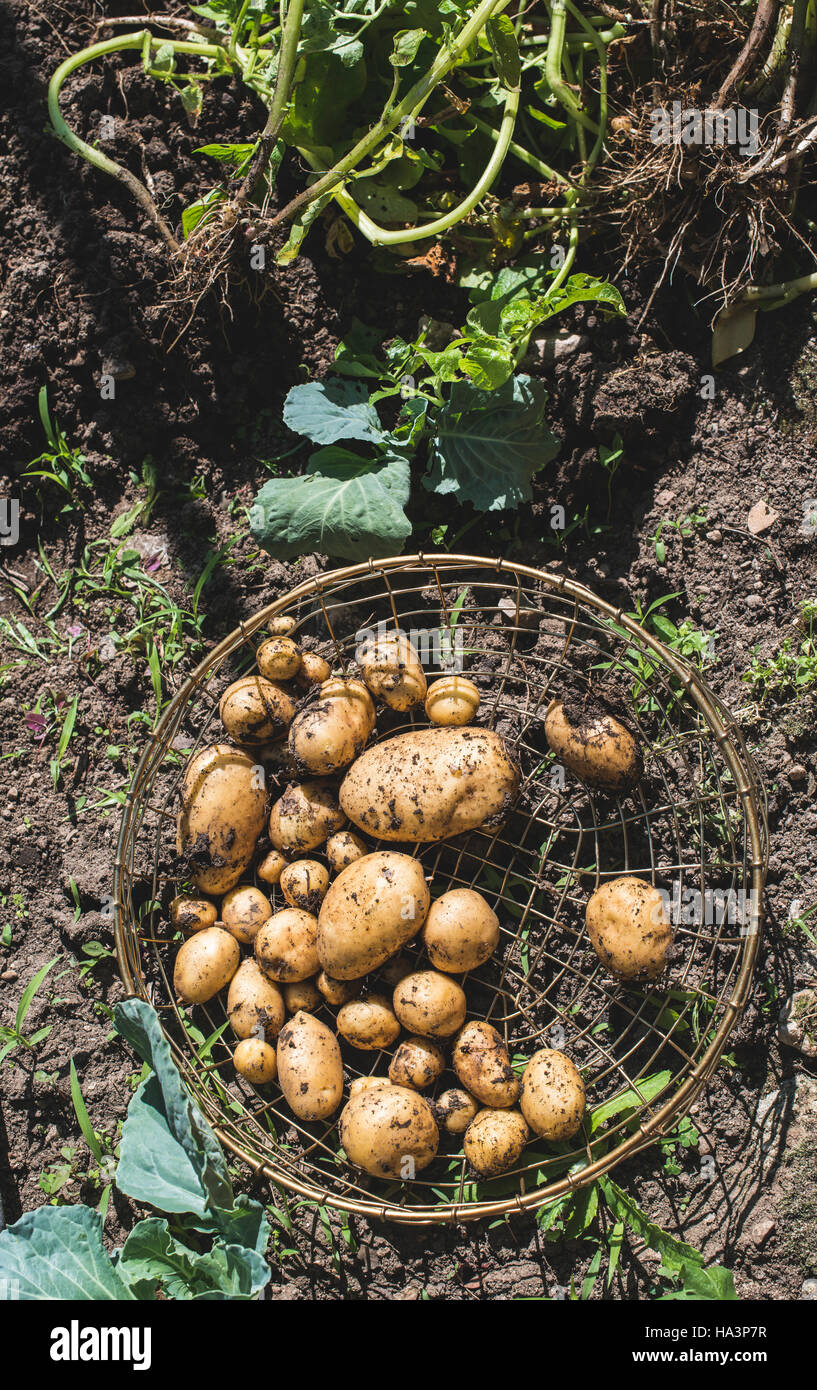 La récolte de pommes de terre du jardin dans un panier Banque D'Images