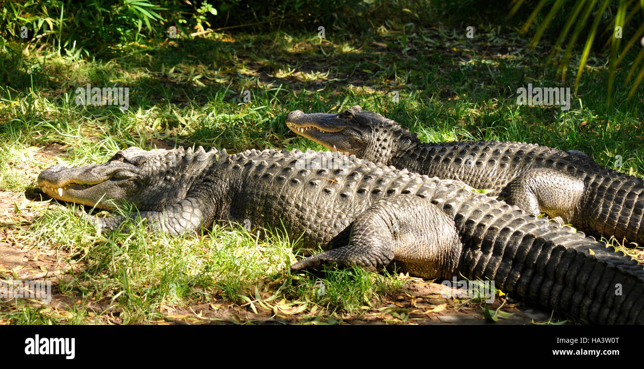 Couple d'alligators Banque D'Images