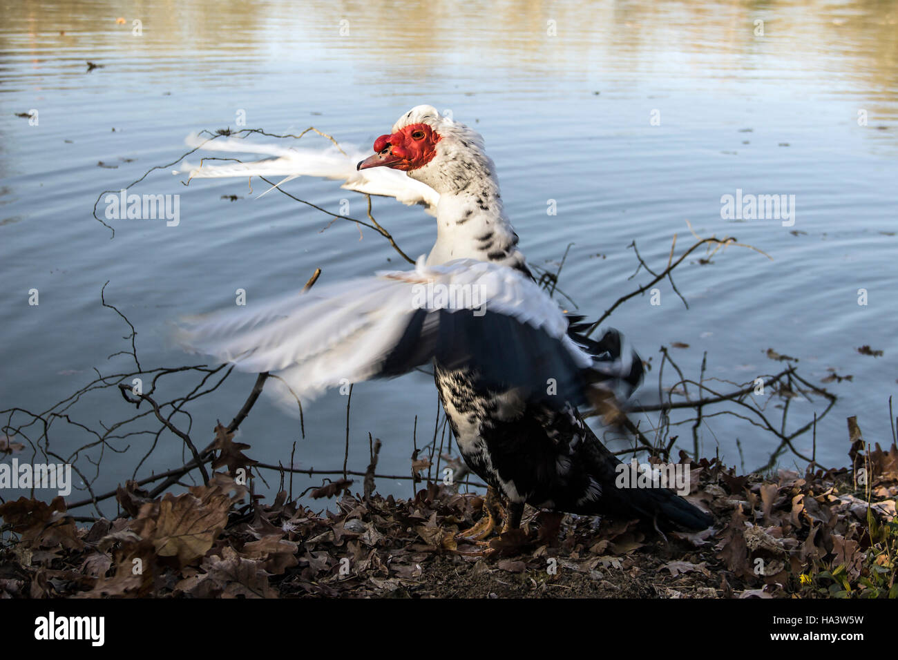 Serbie - un canard de Barbarie (Cairina moschata) en écartant ses ailes sur la rive Banque D'Images