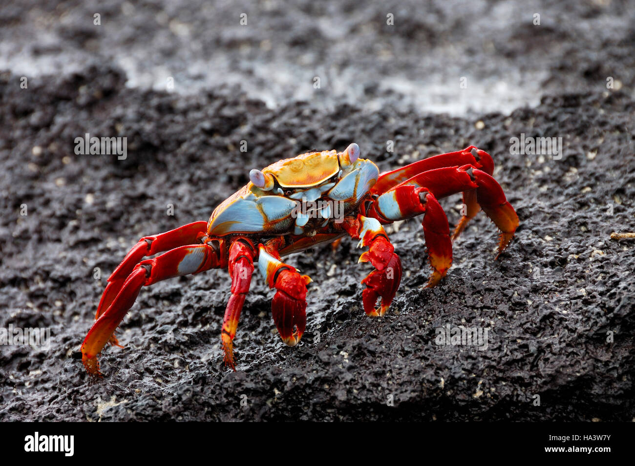 Sally Lightfoot Crab (Grapsus grapsus), îles Galapagos, Equateur, Amérique du Sud Banque D'Images