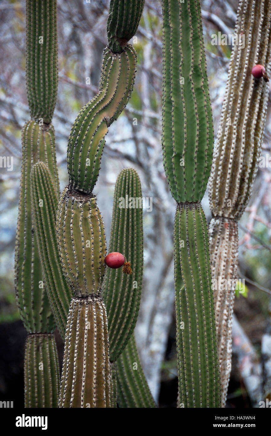 Cactus candélabres (Euphorbia lactea ou Jasminocereus thouarsii var sclerocarpus), îles Galapagos, Equateur, Amérique du Sud Banque D'Images
