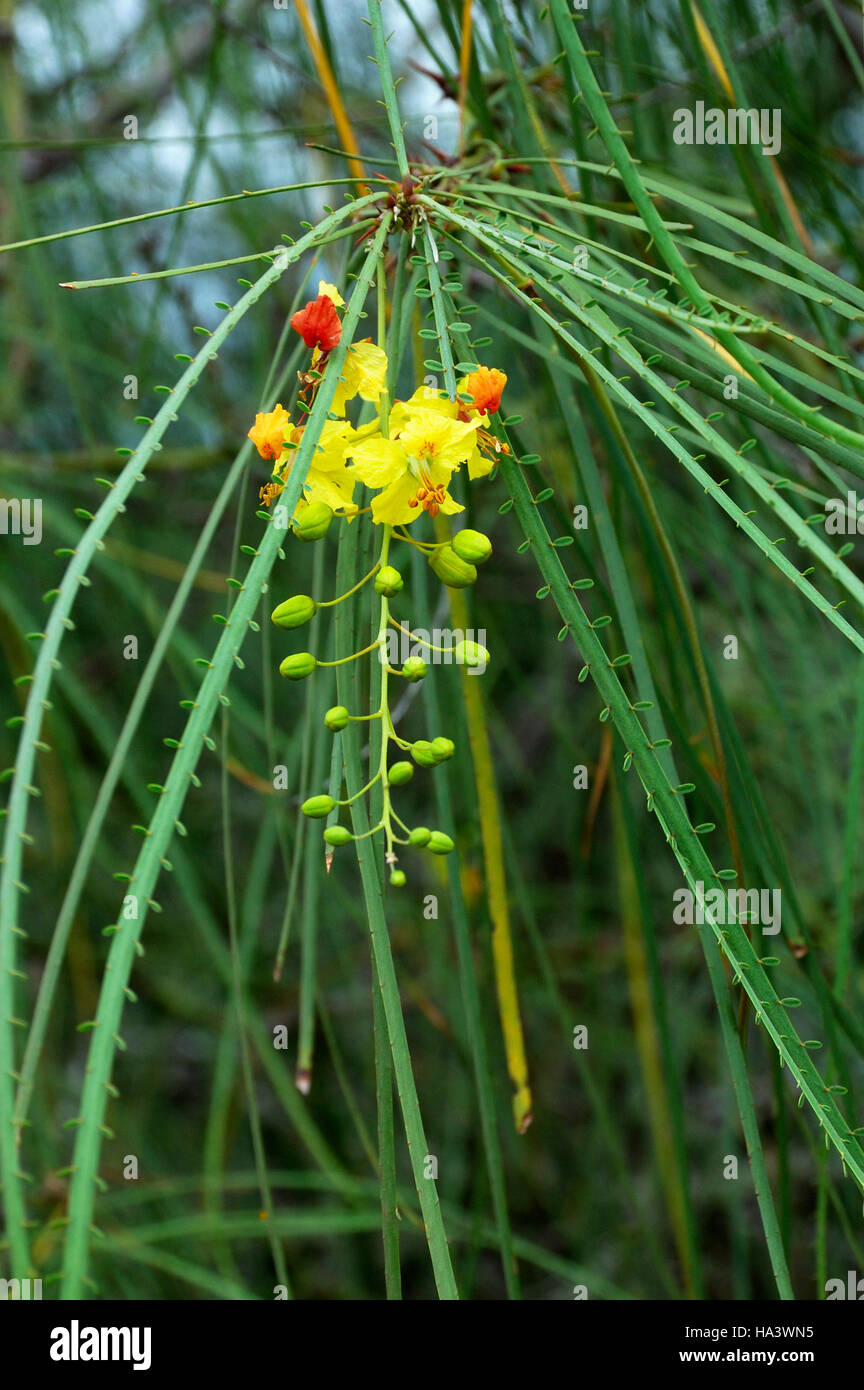 Palo Verde mexicain aussi Jérusalem thorn ou Jellybean Parkinsonia aculeata (arbre) en fleur, îles Galapagos, Equateur Banque D'Images