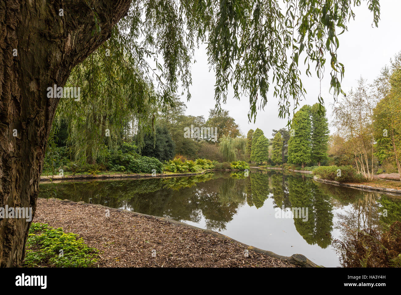 Vue panoramique sur un étang dans un jardin botanique, dans le cadre d'un saule pleureur (arbre) Babylone Banque D'Images