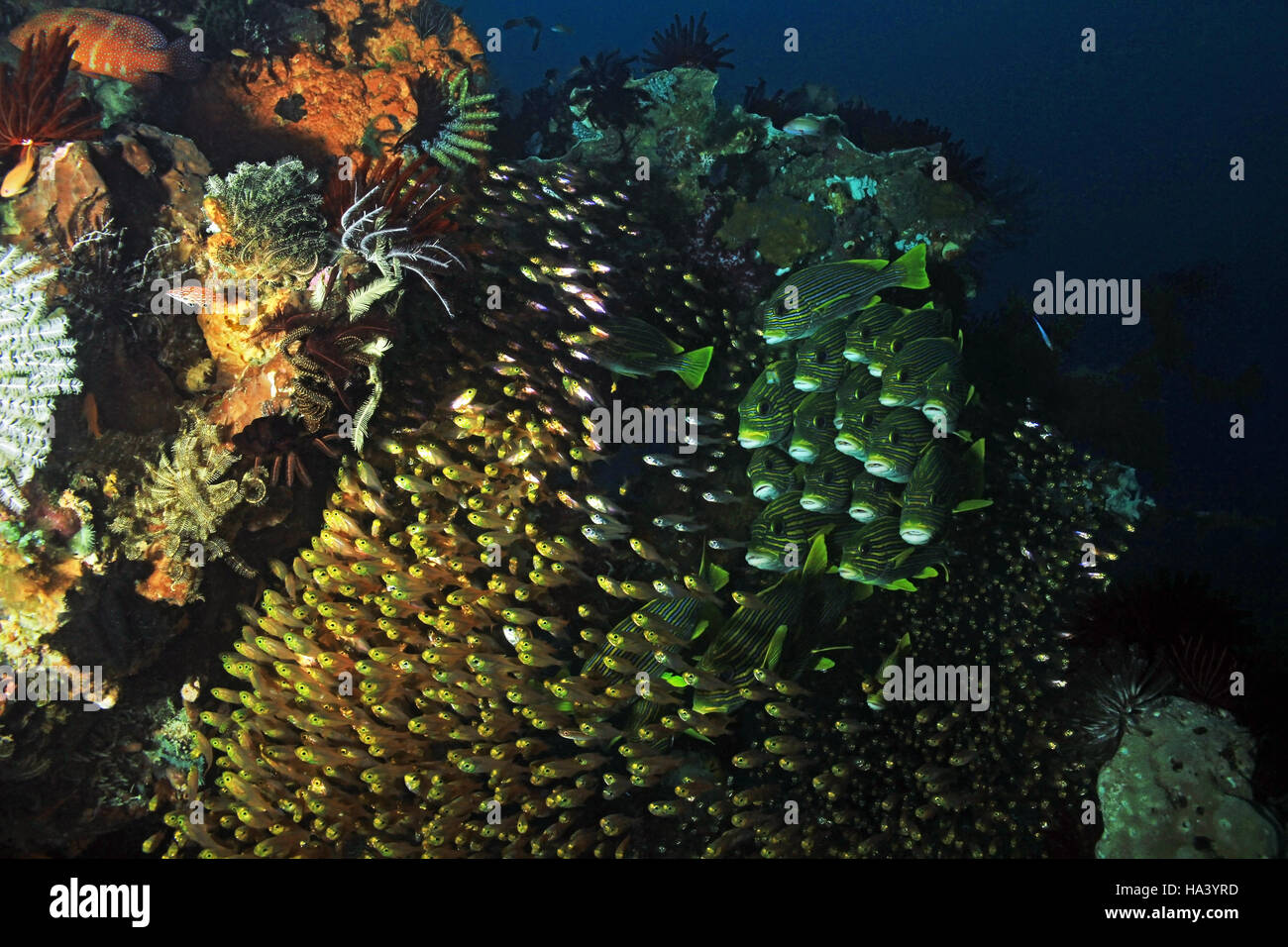 La scolarisation est dépouillé ribboned . Glassfish et gaterins à un récif de coraux colorés. Raja Ampat, Indonésie Banque D'Images