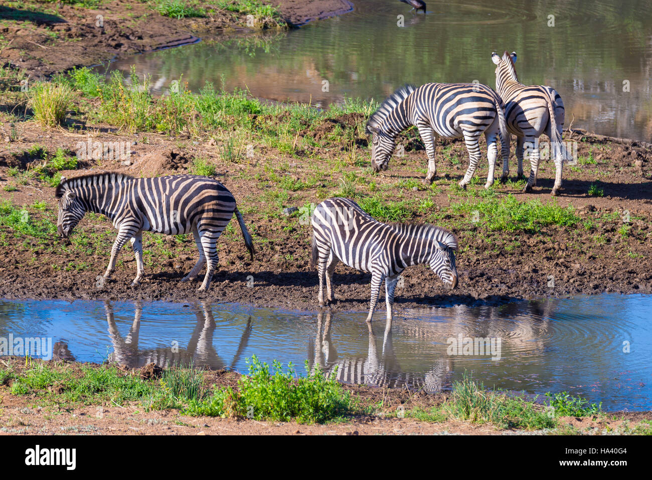 Troupeau de zèbres de potable Shingwedzi River dans le Parc National Kruger, grand choix de destinations de voyage en Afrique du Sud. Banque D'Images