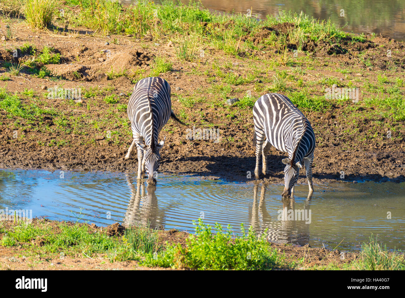 Troupeau de zèbres de potable Shingwedzi River dans le Parc National Kruger, grand choix de destinations de voyage en Afrique du Sud. Banque D'Images