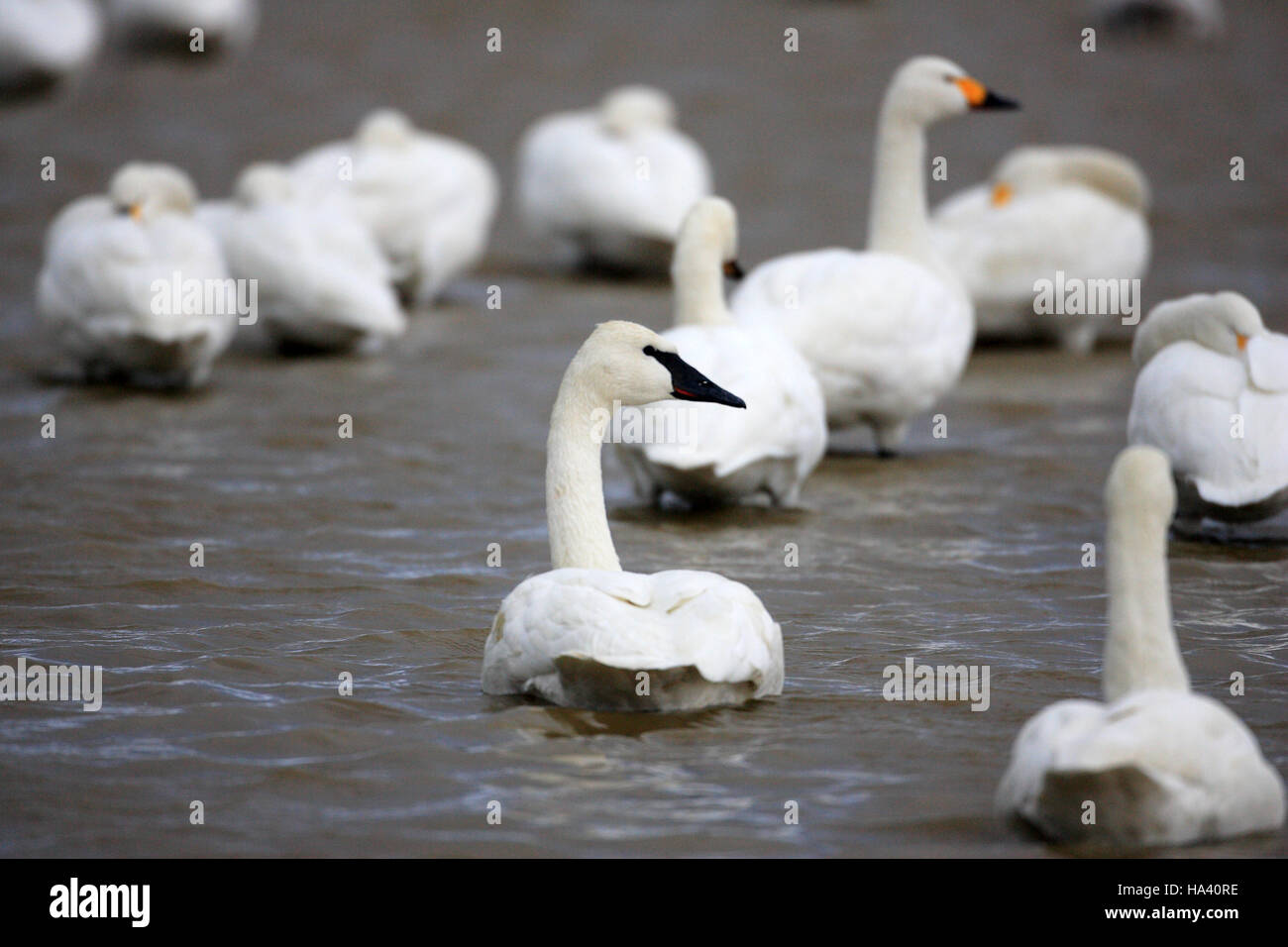 Cygne trompette (Cygnus buccinator) au Japon Banque D'Images