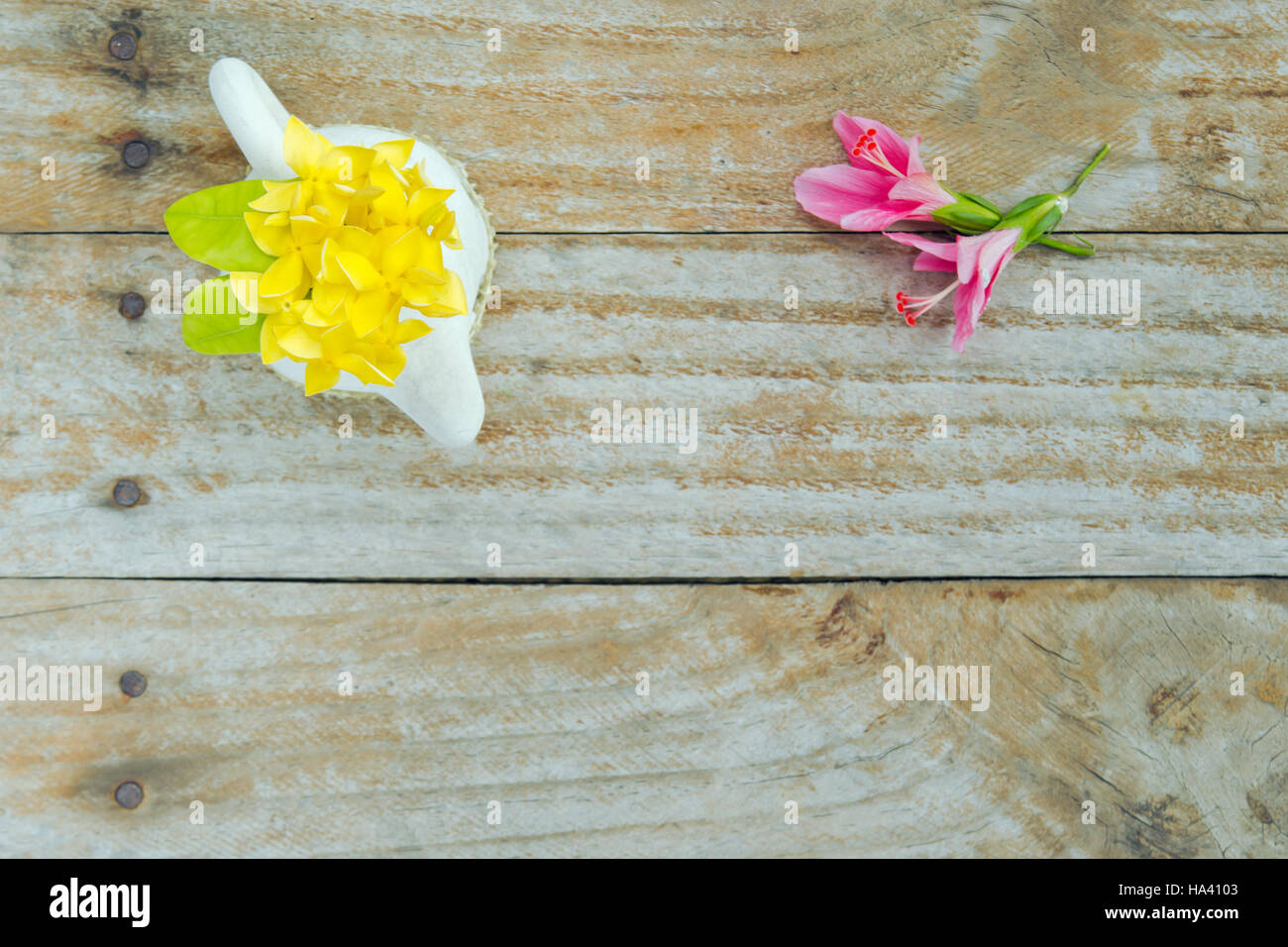 Fleur d'Hibiscus (aussi nommé comme fleur en papier, fleur, chaussure Chaba en thaï, la mauve rose, Hibiscus rosa sinensis) et ixora fleur dans le pot de fleurs avec Banque D'Images