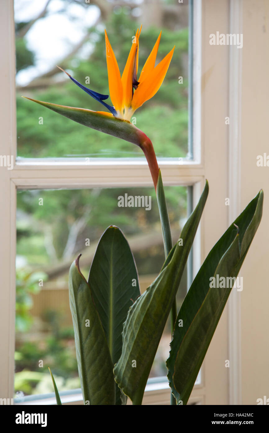 Strelitzia Reginae Indoor Photos Strelitzia Reginae Indoor