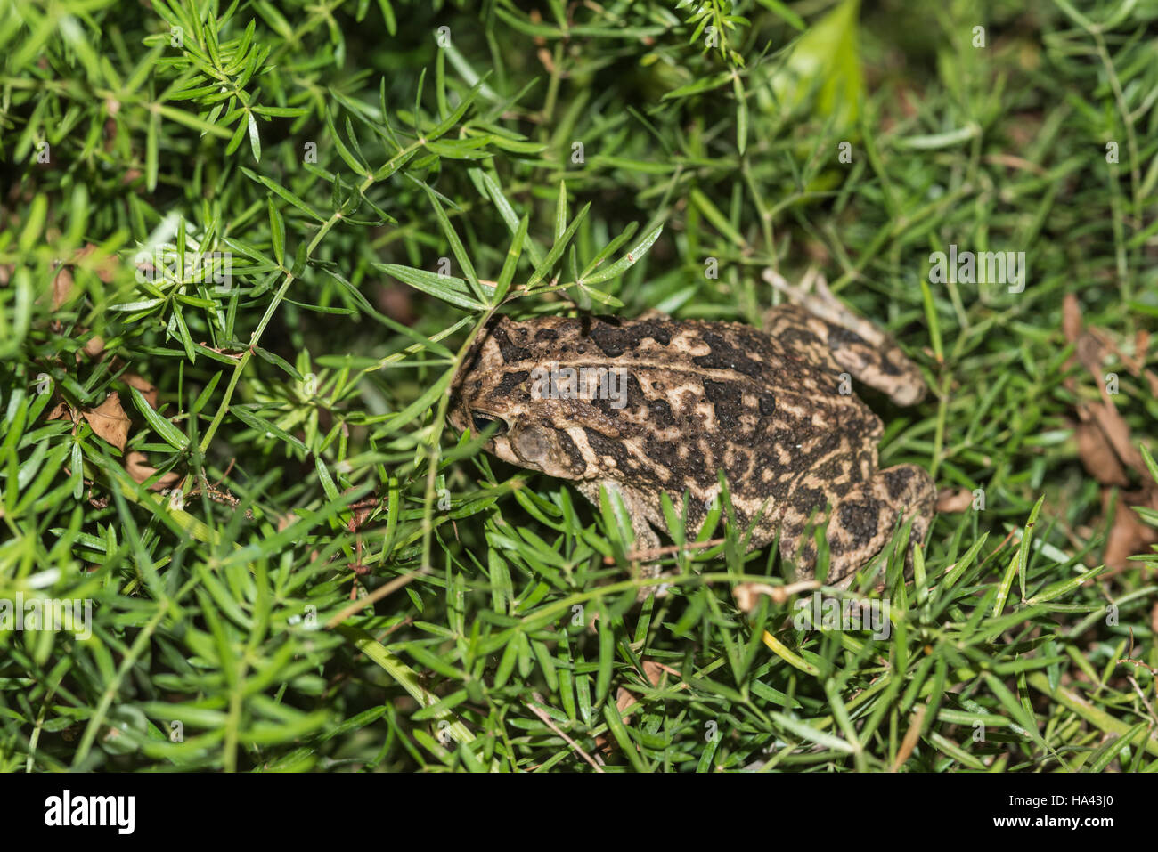 Crapaud guttural bufo gutturalis Banque de photographies et d’images à