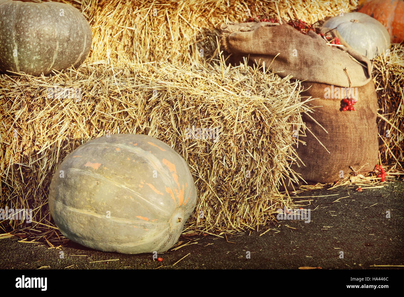 Affichage de l'action de Big Pumpkins et meules de foin.retro style tonique de l'image. Banque D'Images