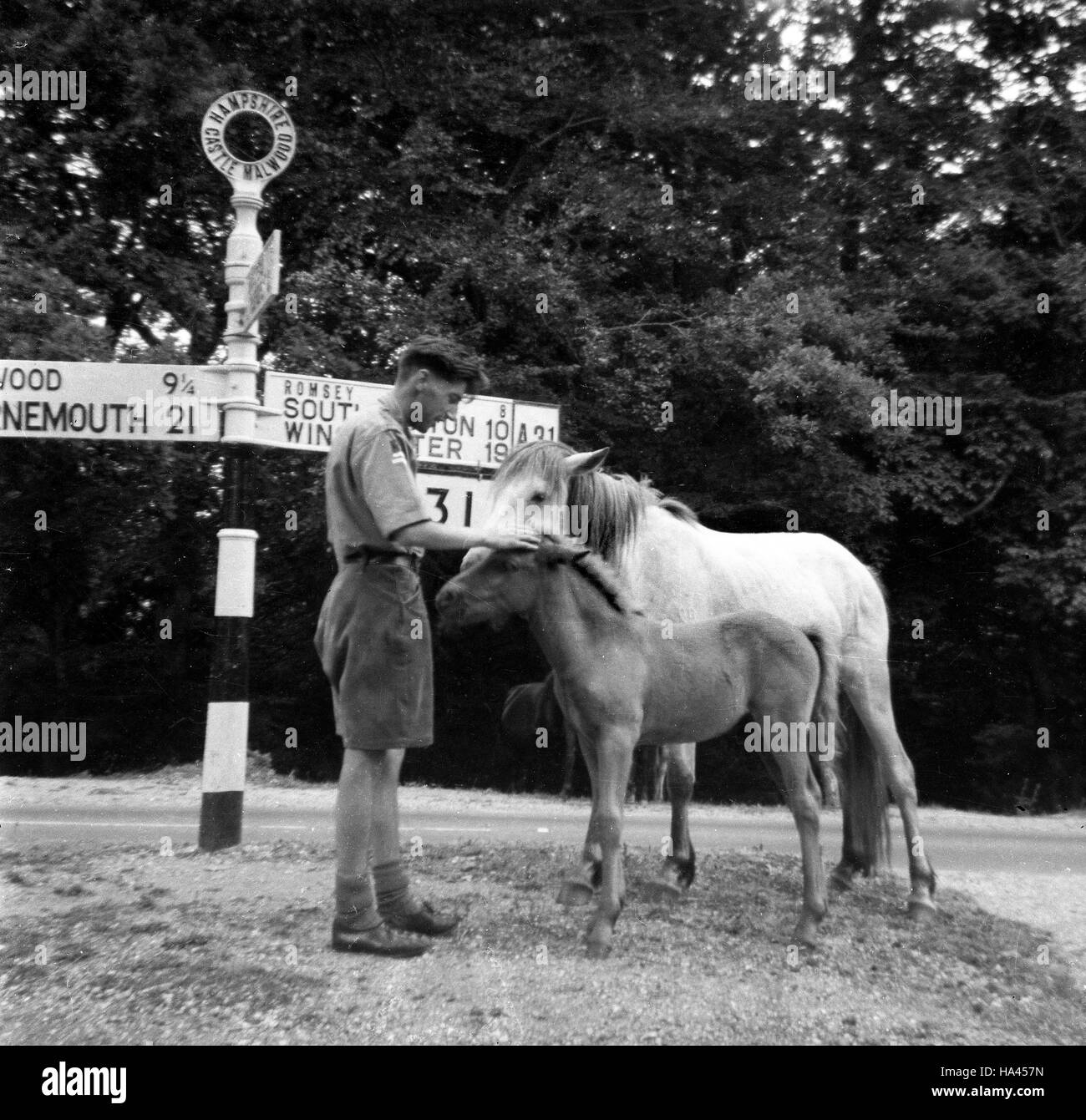 Chef scout de caresser les poneys New Forest Junction sur la route au château d'Malwood dans le Hampshire Uk 1960 Banque D'Images
