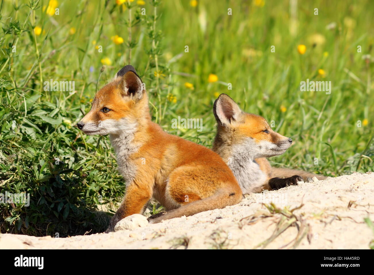 Red Fox deux oursons ( Vulpes vulpes ) Banque D'Images