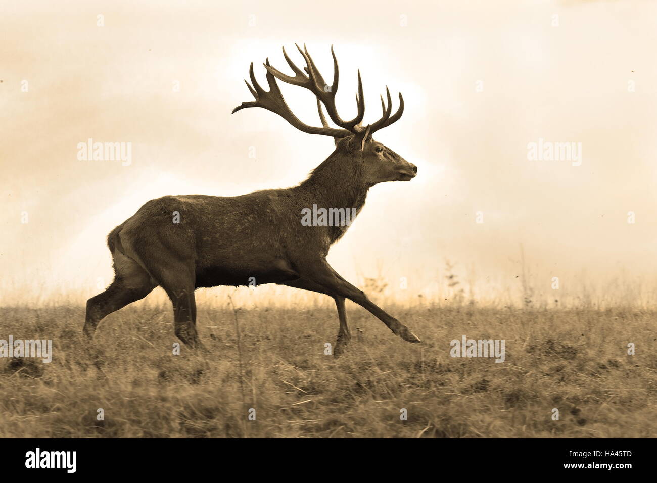 Image sépia de l'exécution de red deer stag ( Cervus elaphus ) Banque D'Images