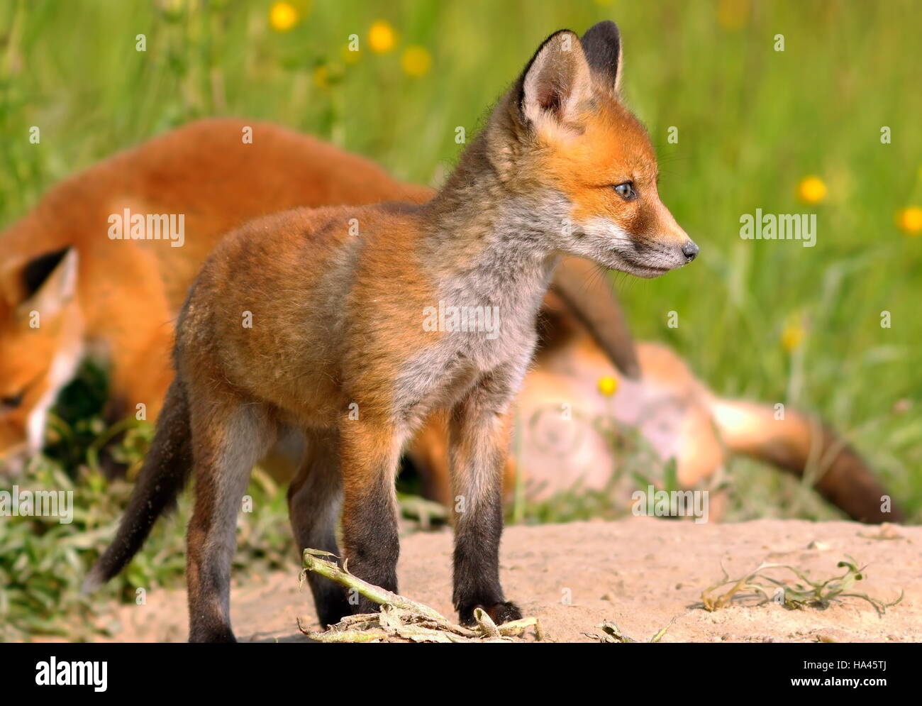 Jeune renard roux européen près du terrier ( Vulpes vulpes ) Banque D'Images
