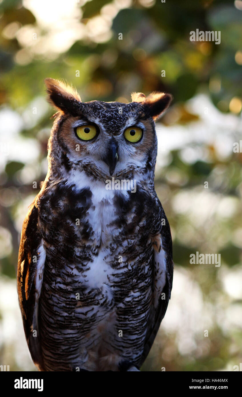Belle grande stoïque brown owl avec des oreilles pointues, de grands yeux jaunes, sud-est des États-Unis. Arrière-plan flou bien allumé. Banque D'Images