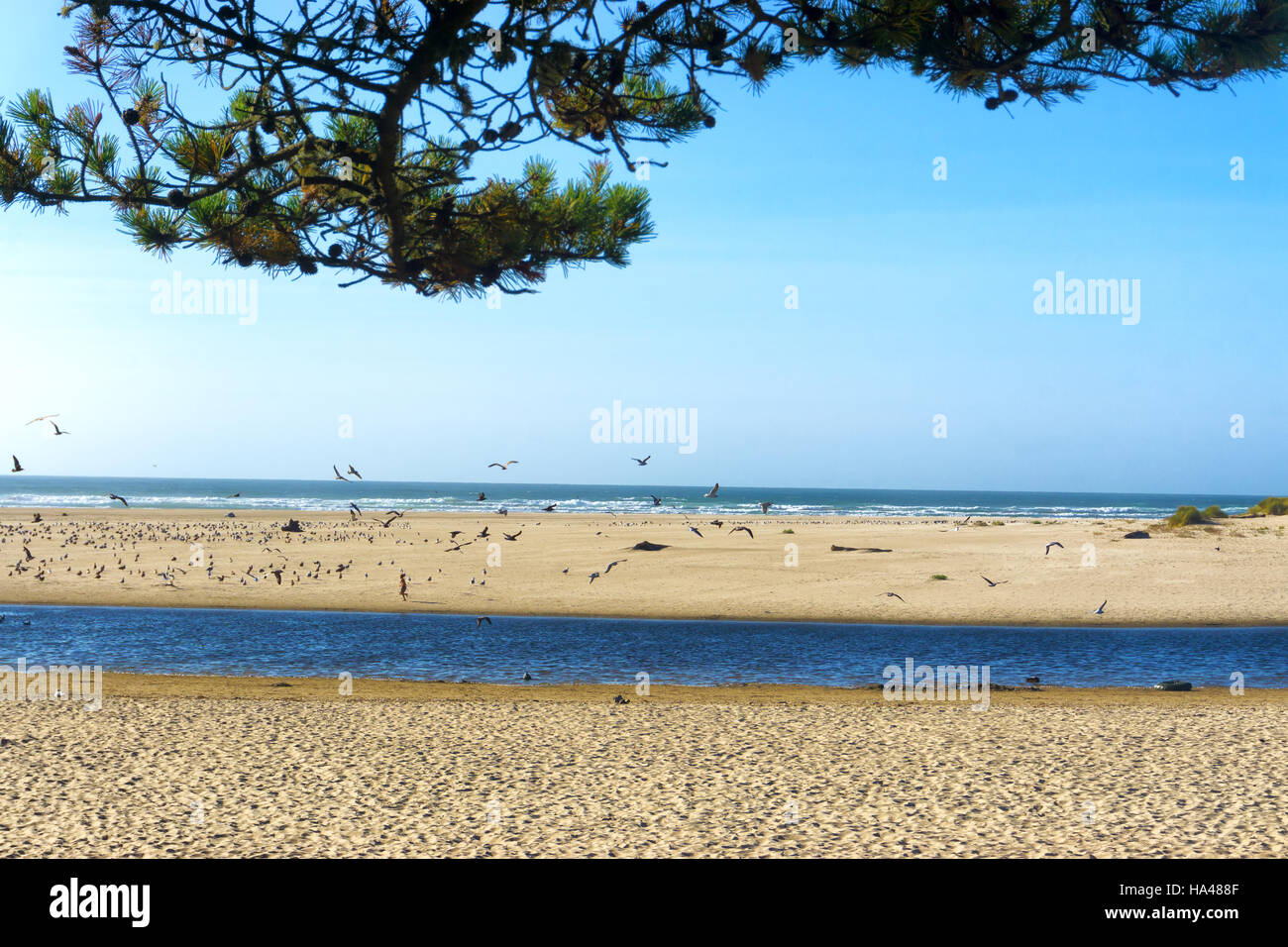 La plage de Cannon Beach, Oregon avec un grand nombre de mouettes Banque D'Images