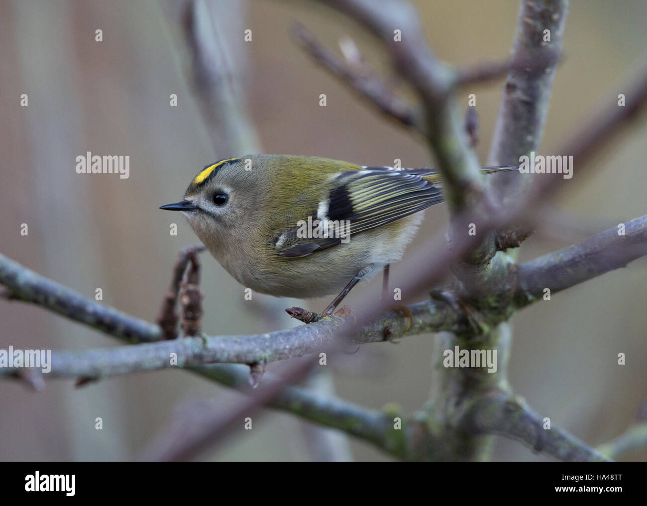 Goldcrest, Regulus regulus, au Pays de Galles l'hiver Banque D'Images