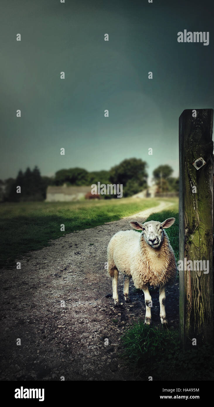 Comité permanent des moutons dans les terres agricoles looking at camera Banque D'Images