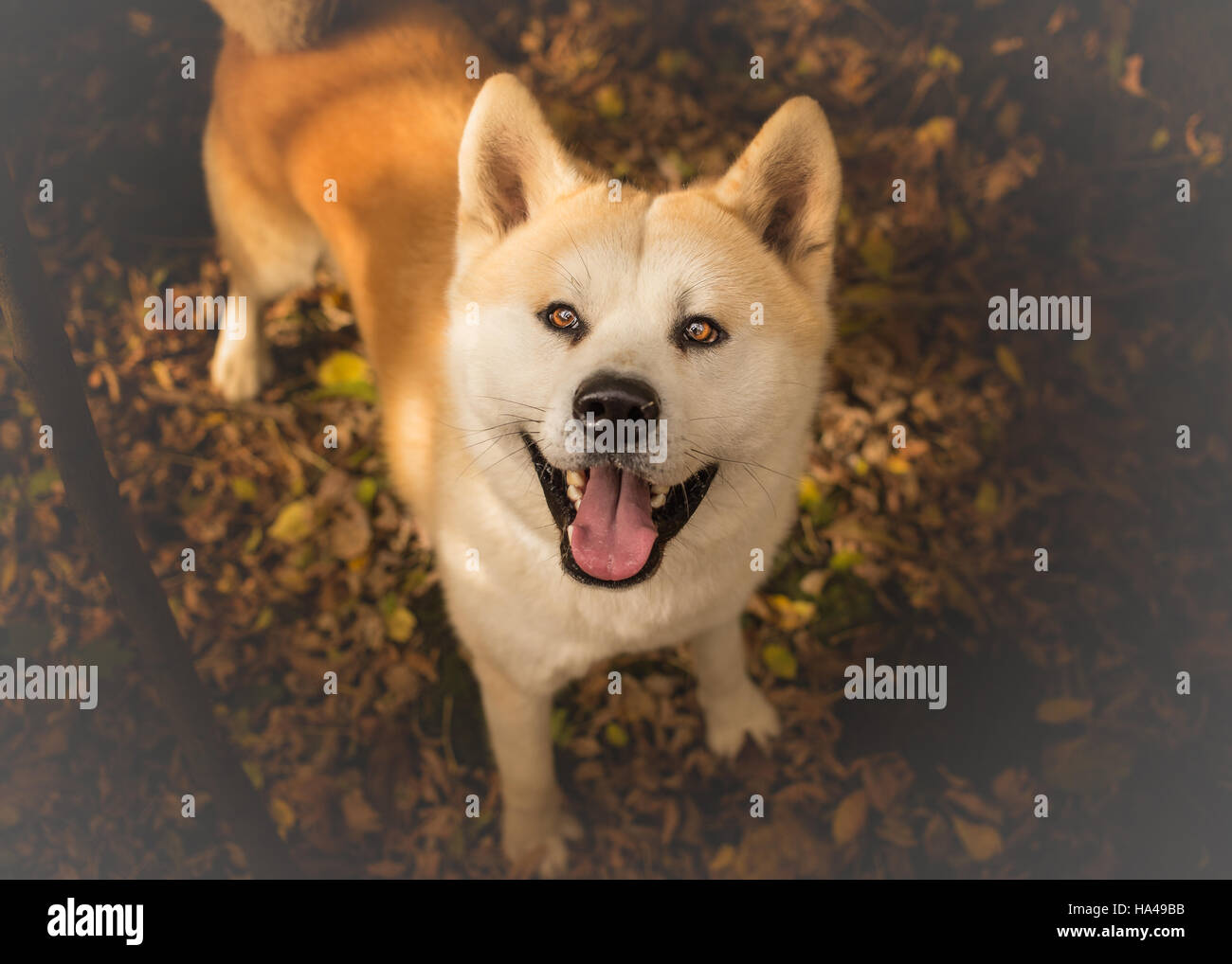 Akita Inu chien looking up Banque D'Images