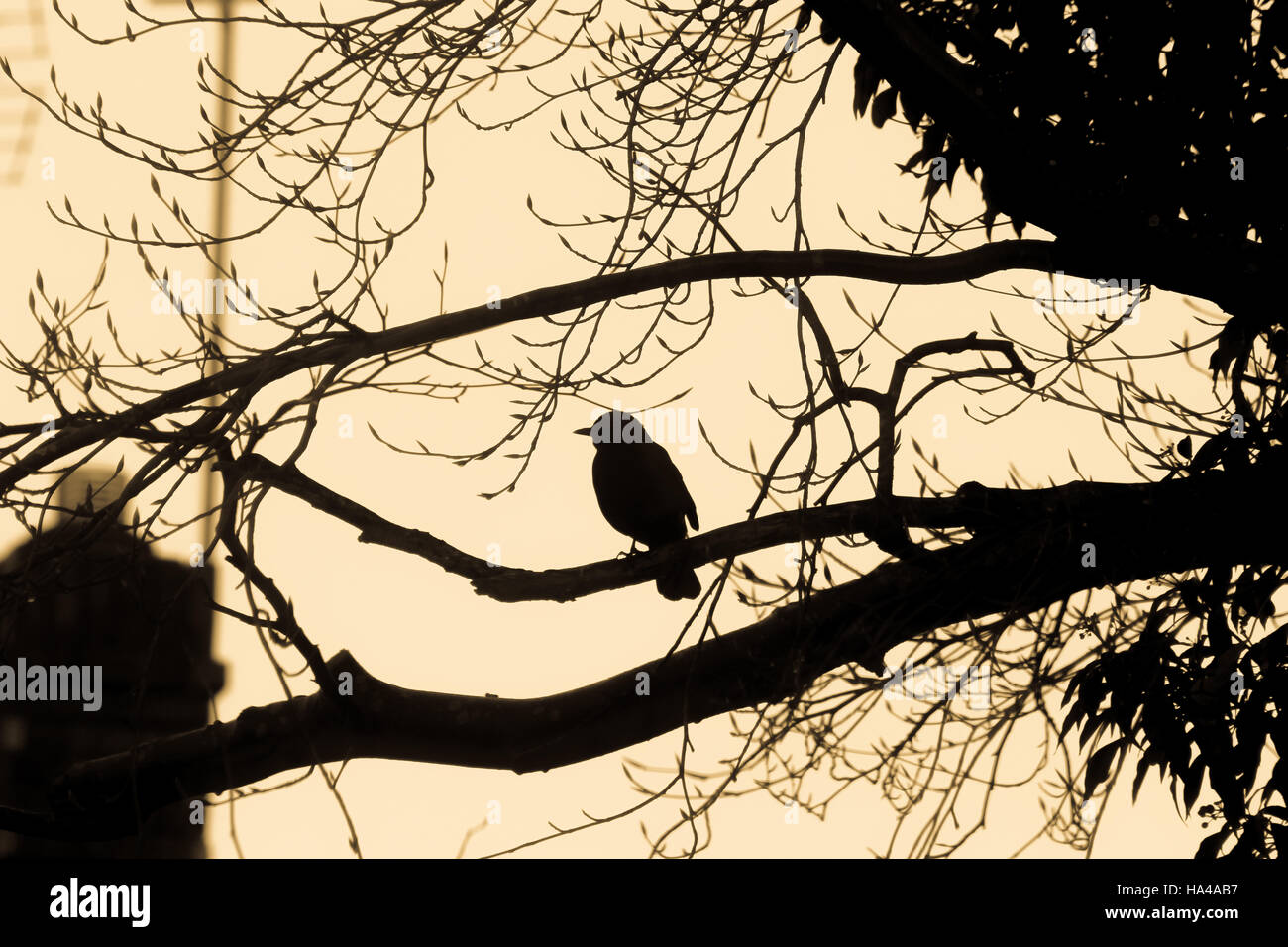 Robin assis sur une branche, silhouette Banque D'Images