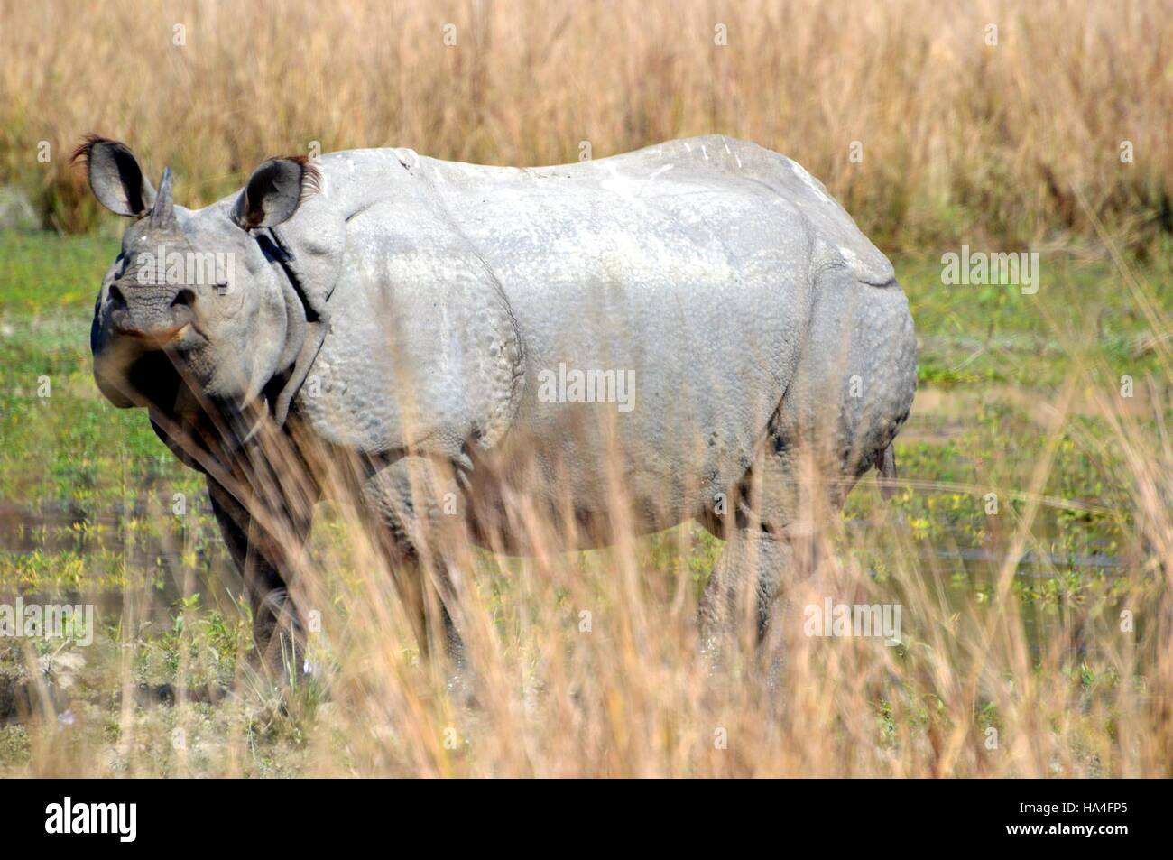 Morigaon, Assam, Inde. 27 Nov, 2016. Un rhinocéros cornu à Pobitora Wildlife Sanctuary , Morigaon, Assam, Inde : Crédit Bose Abhijit/Alamy Live News Banque D'Images