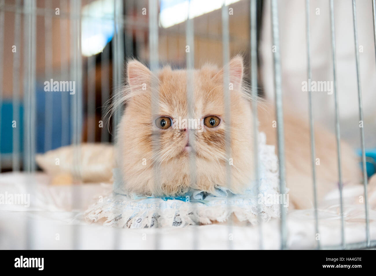Verone Italie 27 Novembre 16 Le Toilettage D Animal Familier D Un Beau Chat Au Cours De L Exposition Feline Internationale 16 L Exposition Internationale Feline Est L Evenement Dedie Aux Plus Beaux Chats Du Monde Un