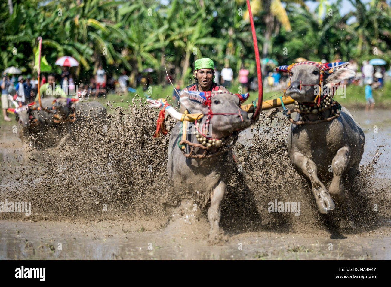 Bali, Indonésie. 27 Nov, 2016. Un participant pousse l buffalo pendant  'Makepung» ou Lampit bull course avec les buffles d'eau au village de  Kaliakah, Jembrana Bali Indonesia le 27 novembre 2016. Lampit