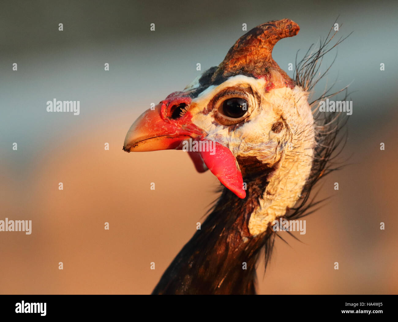 Comment S Appelle Le Mâle De La Pintade Pintade male Banque de photographies et d'images à haute résolution - Alamy