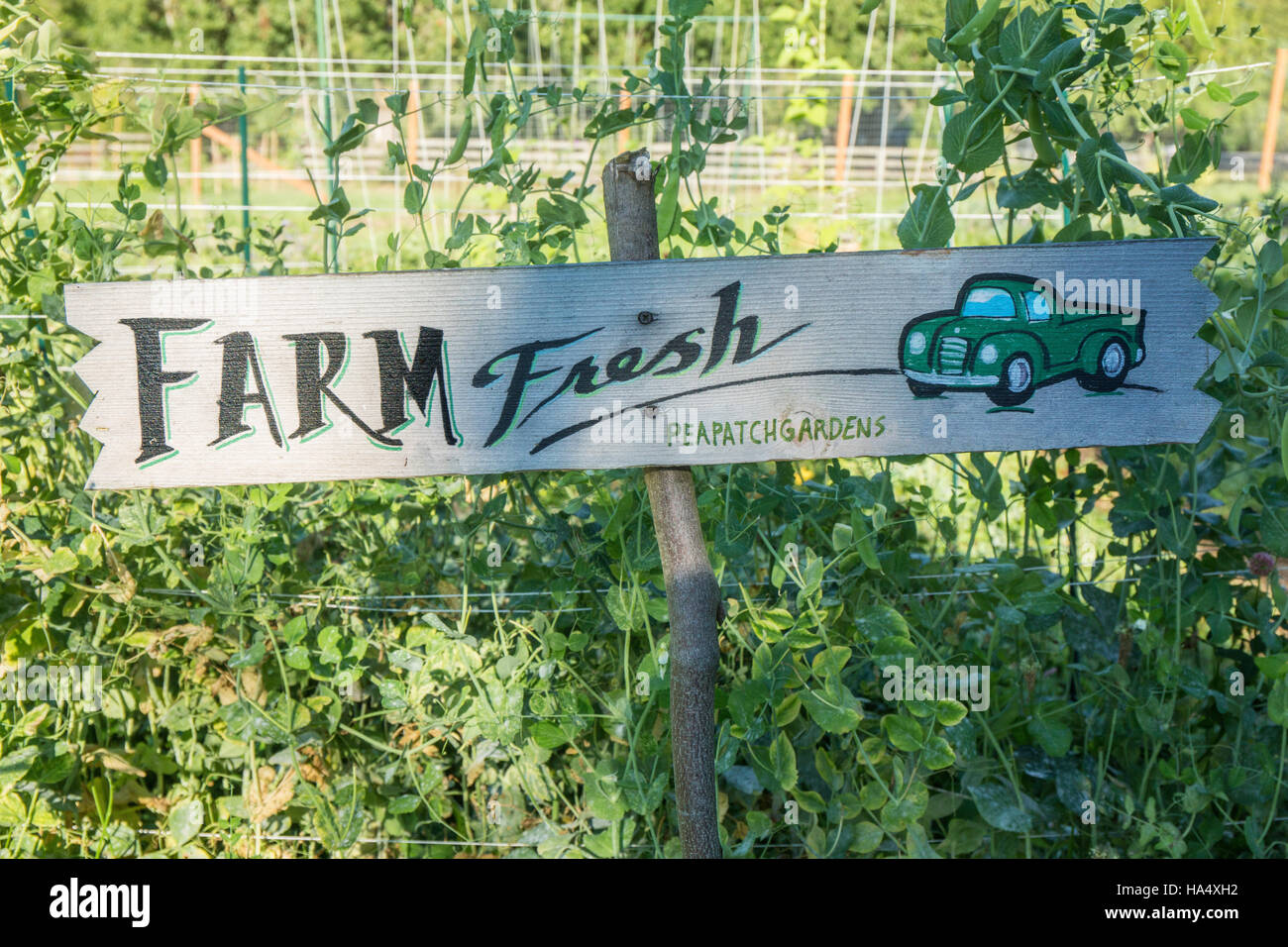 'Farm Fresh' signe devant un lit de plantes pois, à Maple Valley, Washington, USA Banque D'Images