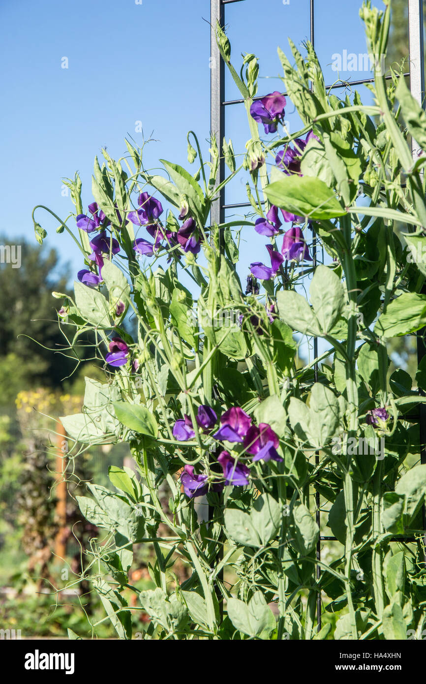 Réflexions de plus en plus petits pois bleu dans un potager dans la vallée de l'Érable, Washington, USA. Banque D'Images