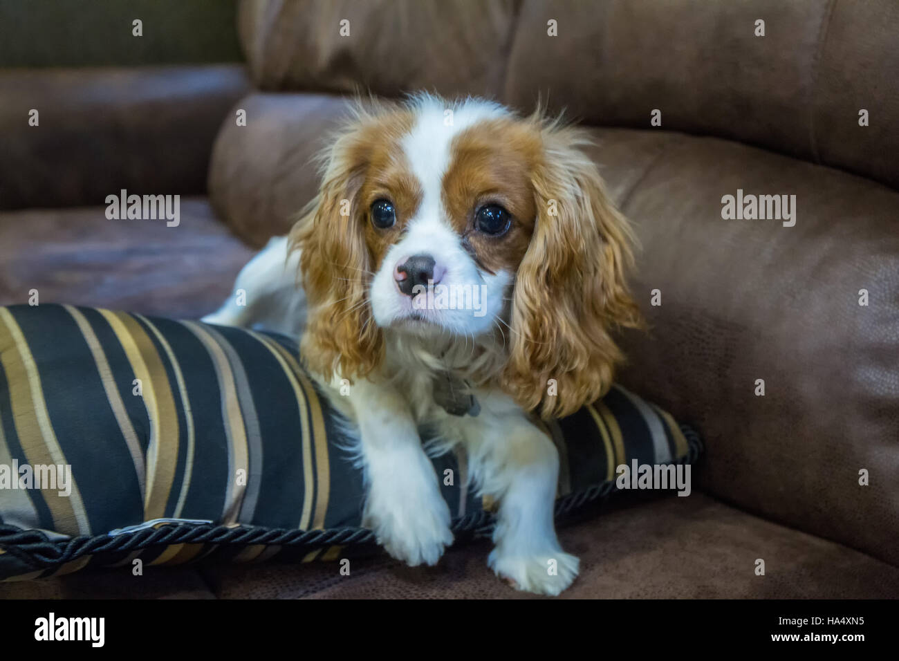 À l'âge de six mois, Cavalier King Charles Spaniel puppy reposant sur un coussin du canapé à Issaquah, Washington, USA Banque D'Images