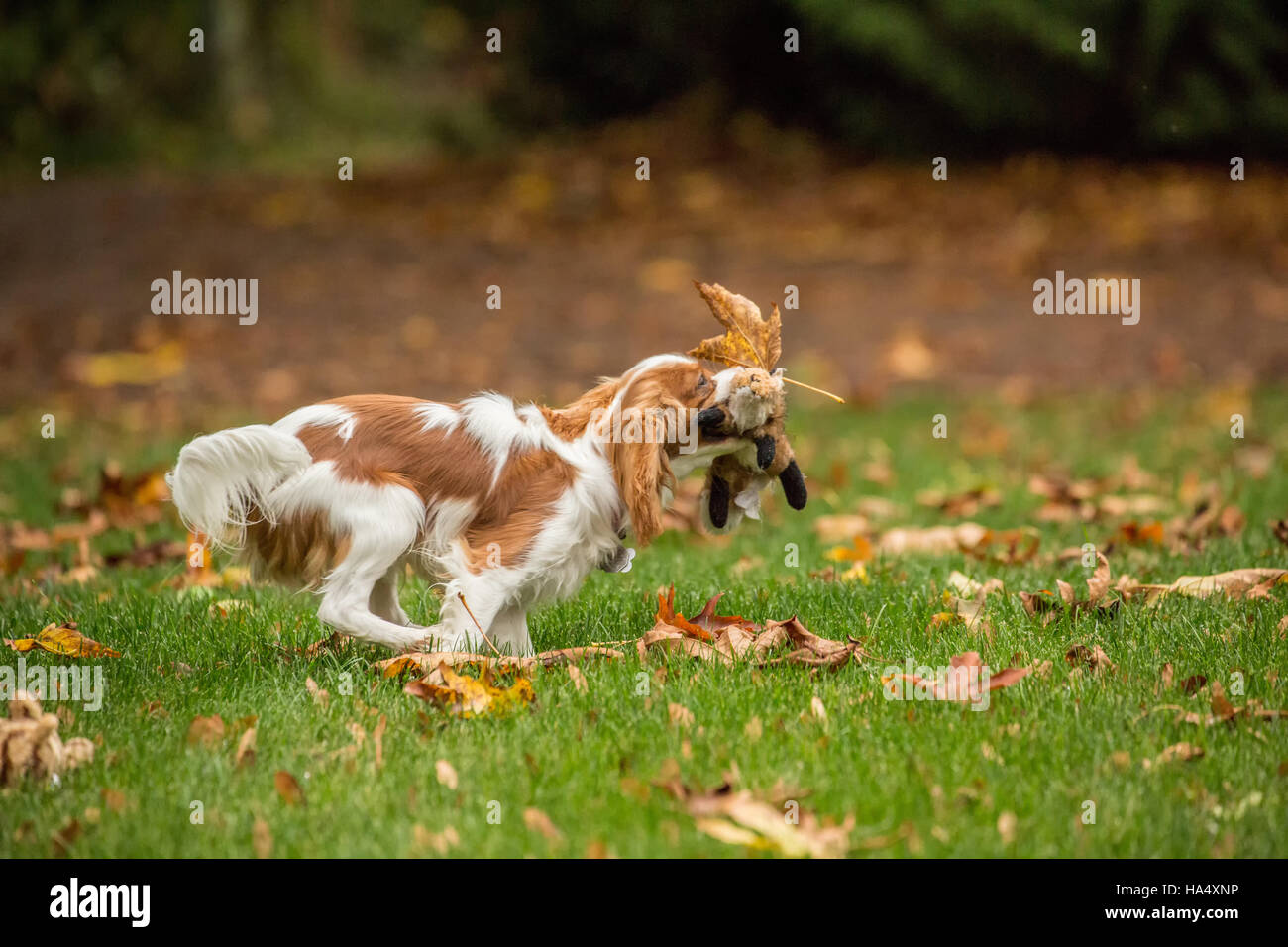 À l'âge de six mois, Cavalier King Charles Spaniel puppy fonctionnant à l'extérieur avec son animal en peluche jouet sur une journée d'automne Banque D'Images
