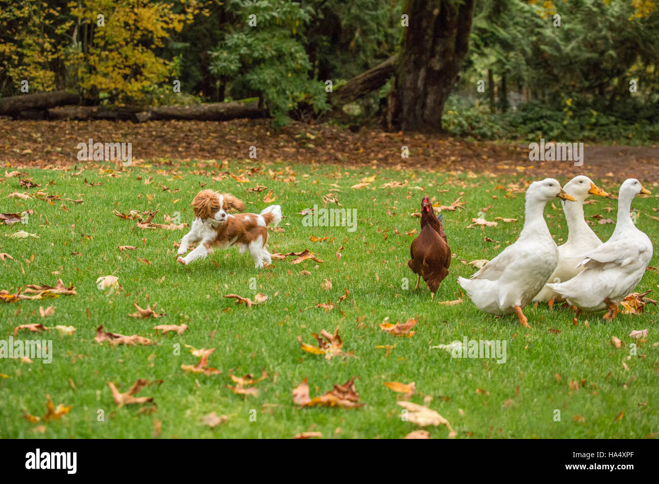 À l'âge de six mois, Cavalier King Charles Spaniel puppy chassant les canards de Pékin et un Rhode-island rouge poulet sur une journée d'automne Banque D'Images