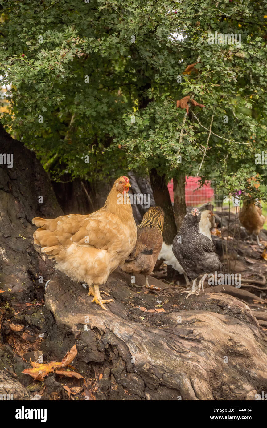 Les poulets en liberté sous un grand arbre à Issaquah, Washington, USA. Banque D'Images