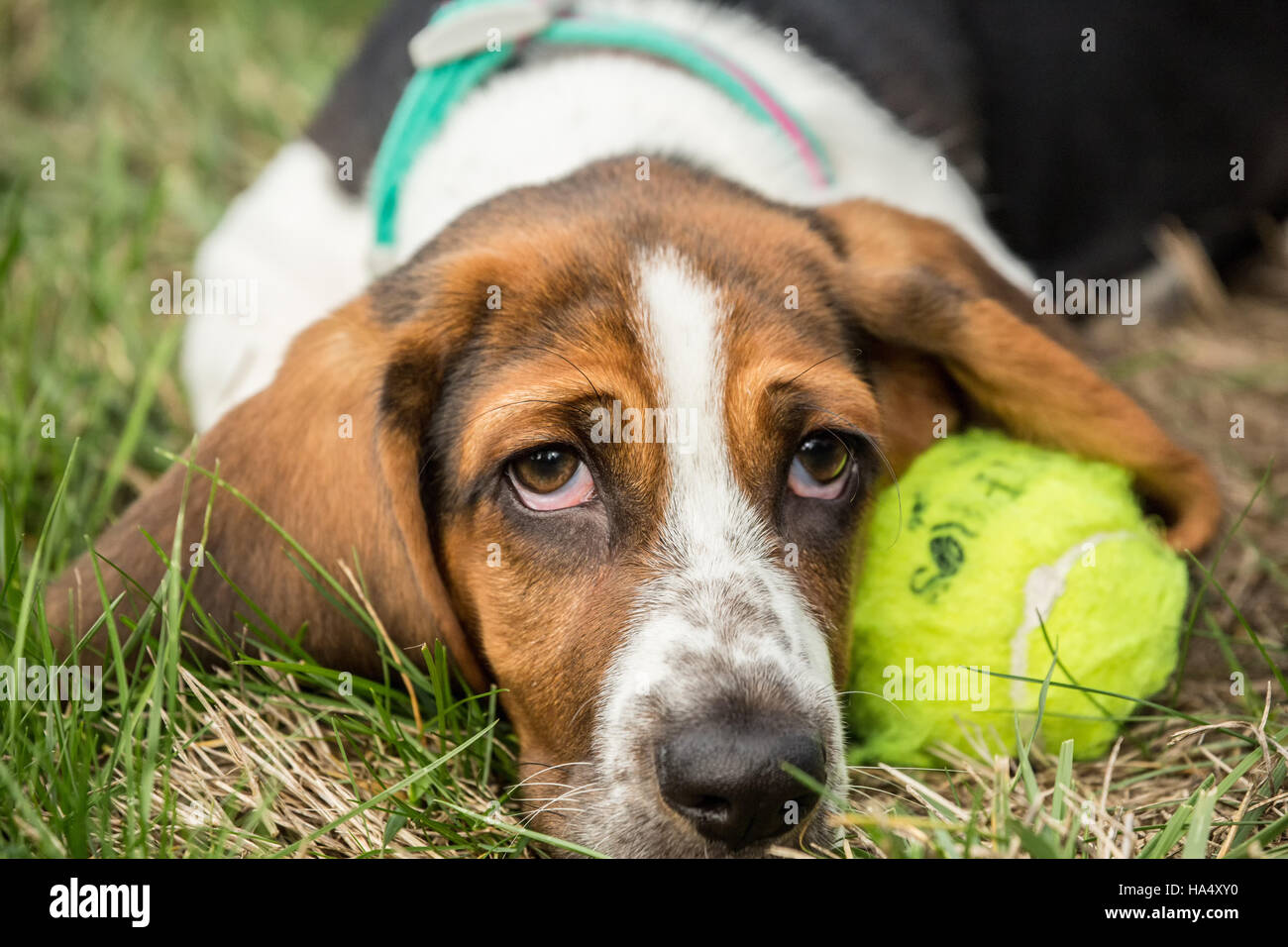 Trois mois Basset puppy 'Emma Mae' se reposer à côté de sa balle de tennis dans la région de Maple Valley, Washington, USA Banque D'Images