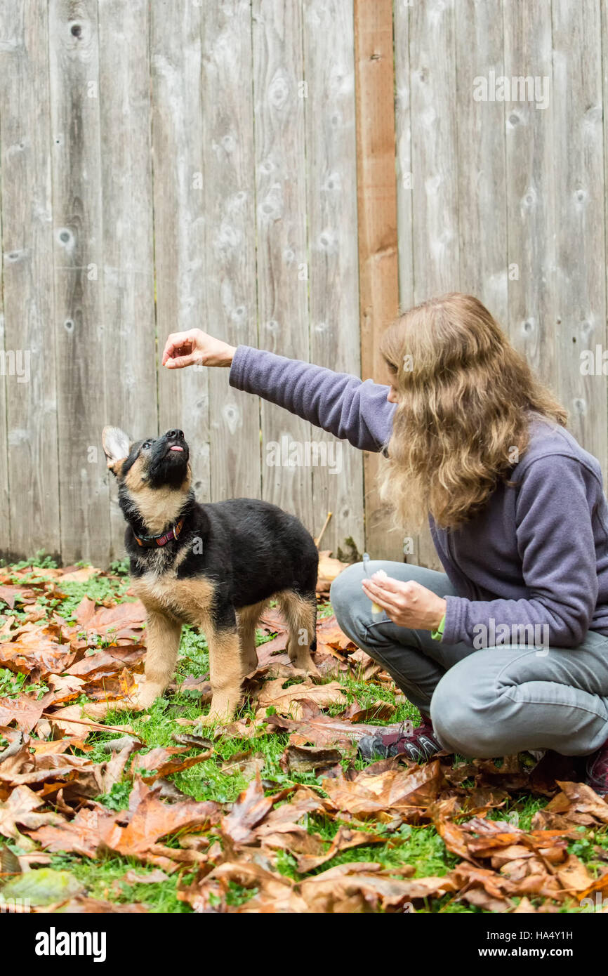 Sa formation femme berger allemand de trois mois, Greta, dans Issaquah, Washington, USA. Banque D'Images