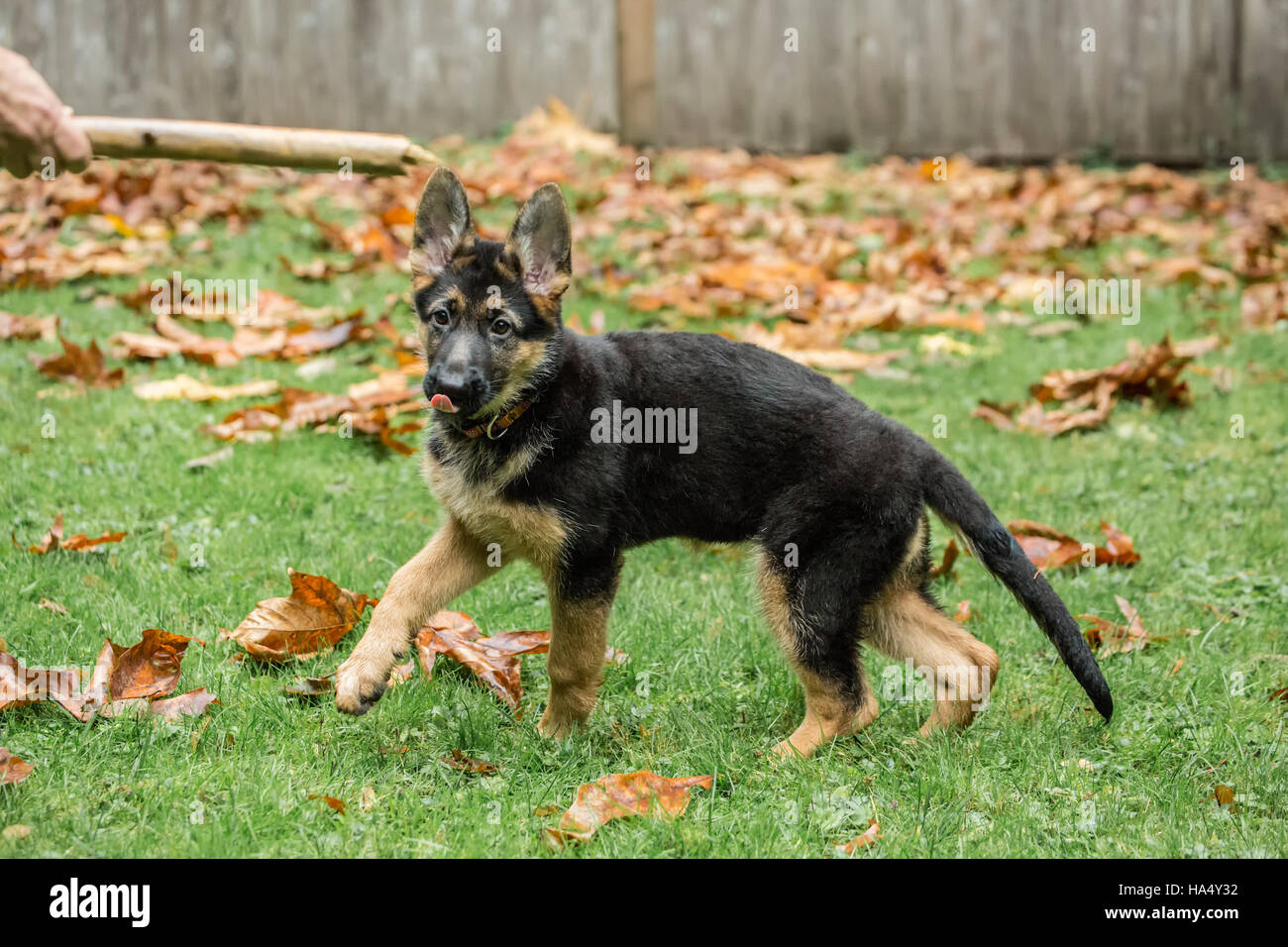 Femme sur le point de jeter un bâton pour ses trois mois, Greta, berger allemand à Issaquah, Washington, USA. Banque D'Images