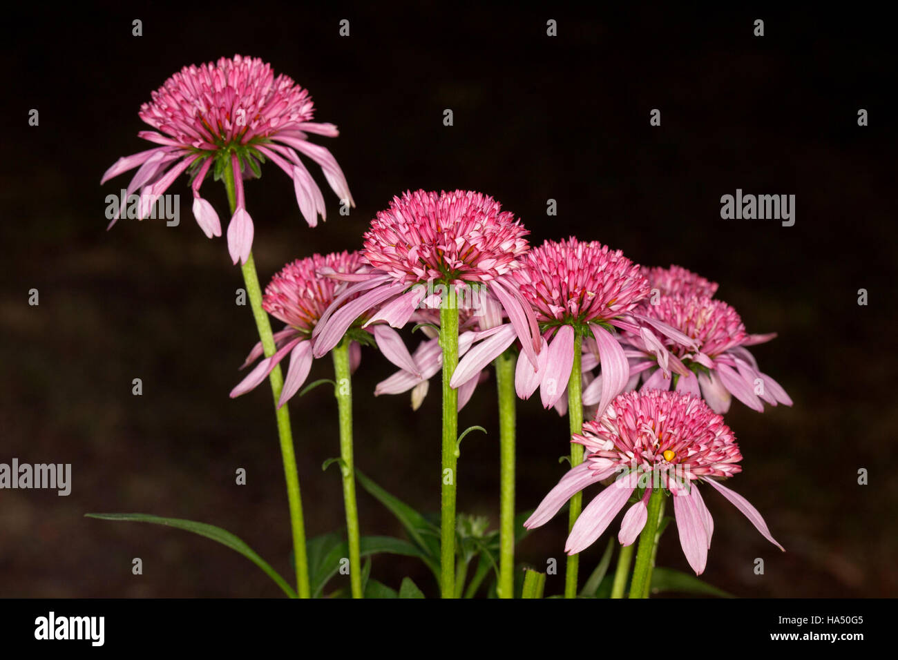 Grappe de fleurs rose magenta vif d'Échinacée Plante médicinale écope Double 'Bubble Gum' sur de hautes tiges sur fond sombre Banque D'Images