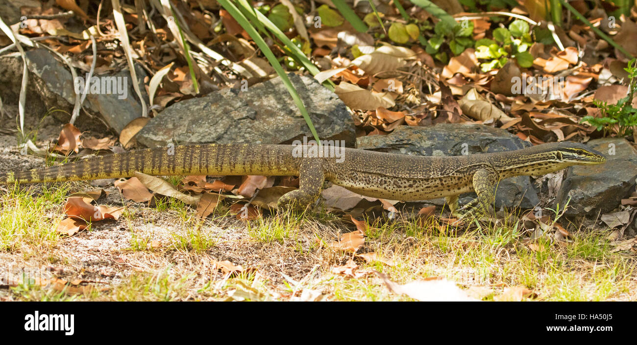 Image panoramique de dentelle australienne, varan goanna, Varanus varius dans la nature à côté de Gray Rocks dans le jardin d'accueil Banque D'Images