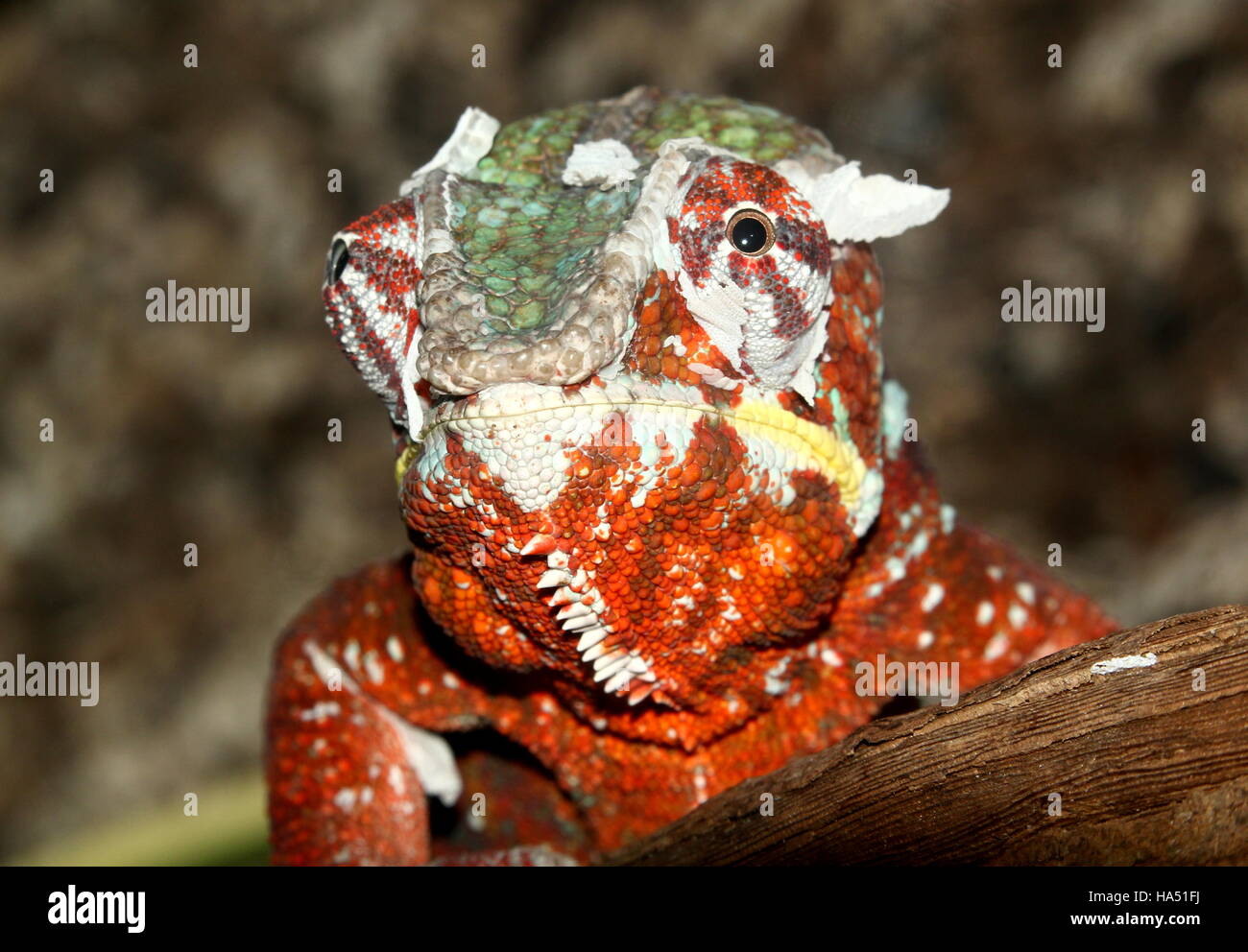 Chef d'un caméléon panthère de Madagascar (Furcifer pardalis), face à l'appareil photo Banque D'Images