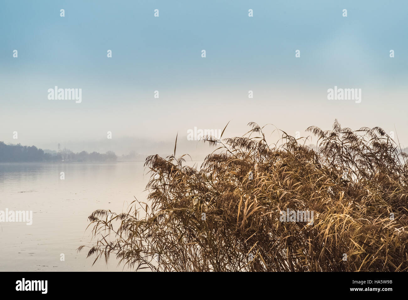 Roseaux sur le lac sur une journée nuageuse Banque D'Images