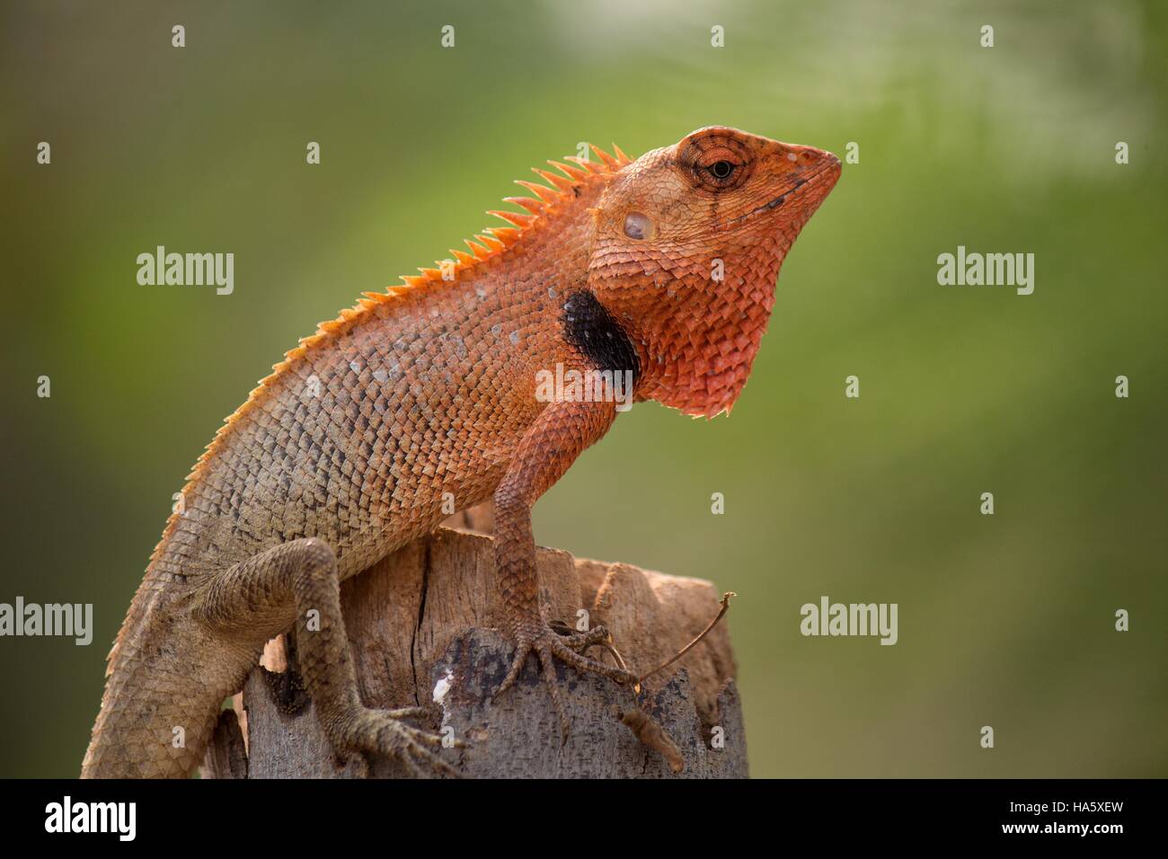 Lizard réchauffement dans la comte matin soleil thaï. Banque D'Images