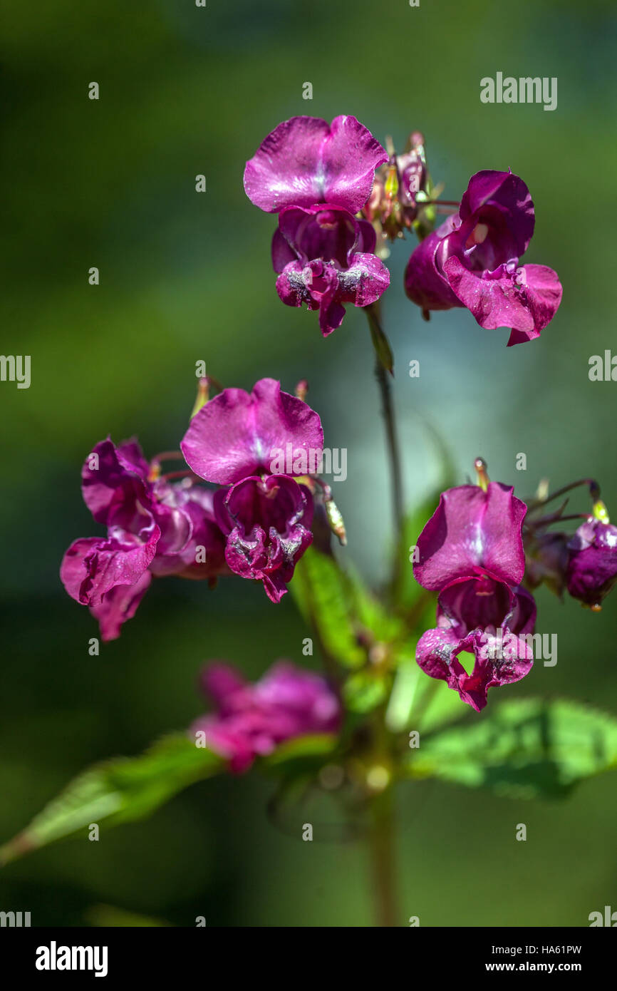 Fleur de baume de l'Himalaya Impatiens glandulifera, plante envahissante Banque D'Images