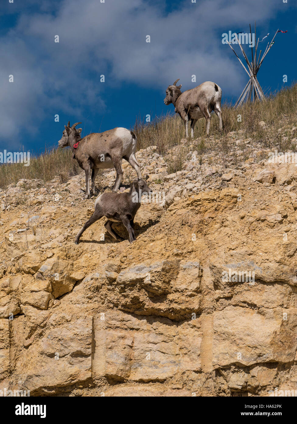 Des mouflons en dehors de Deadwood, Dakota du Sud. Banque D'Images