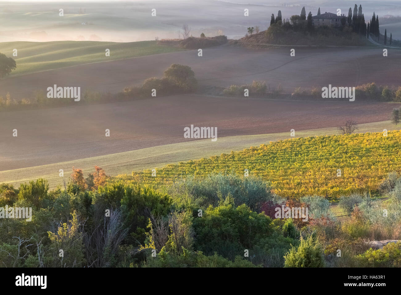 Campagne toscane au lever du soleil, le Podere Belvedere, San Quirico d'Orcia, Val d'Orcia, Toscane, Italie. Banque D'Images