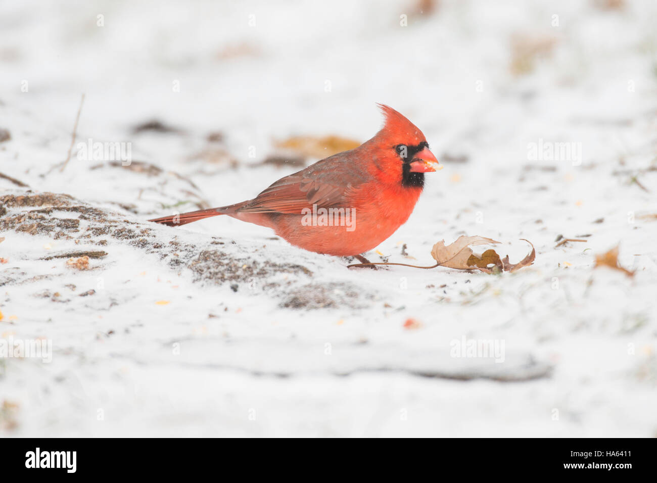 Le Cardinal rouge mâle qui se nourrissent de sol enneigé. Banque D'Images