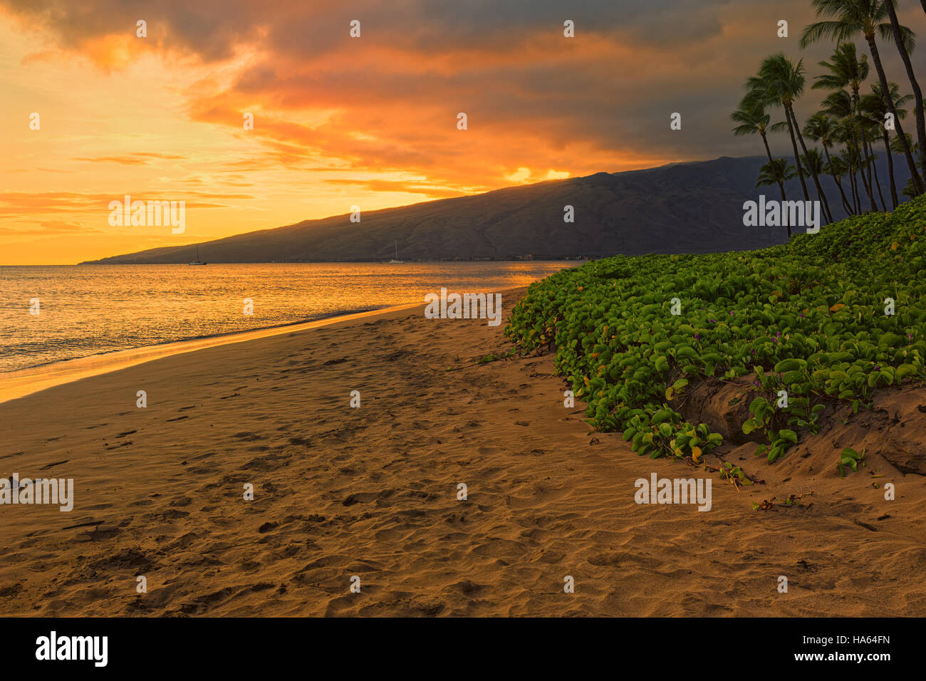 Plage et palmiers au coucher du soleil à Sugar Beach Kihei Maui Hawaii USA Banque D'Images